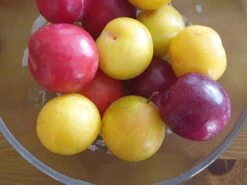 Japanische Pflaume 'Shiro'