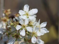 Japanische Pflaume 'Shiro' -Günstiges Erd Seele Geschäft japanische pflaume shiro m117505 w 0