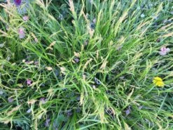 Japanische Segge 17 Japanische Segge -Günstiges Erd Seele Geschäft japanische segge m074147 1107092 0