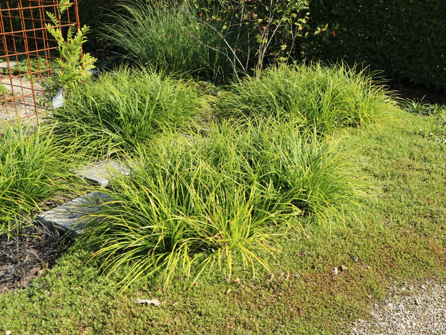 Japanische Segge 8 Japanische Segge – Bild 6