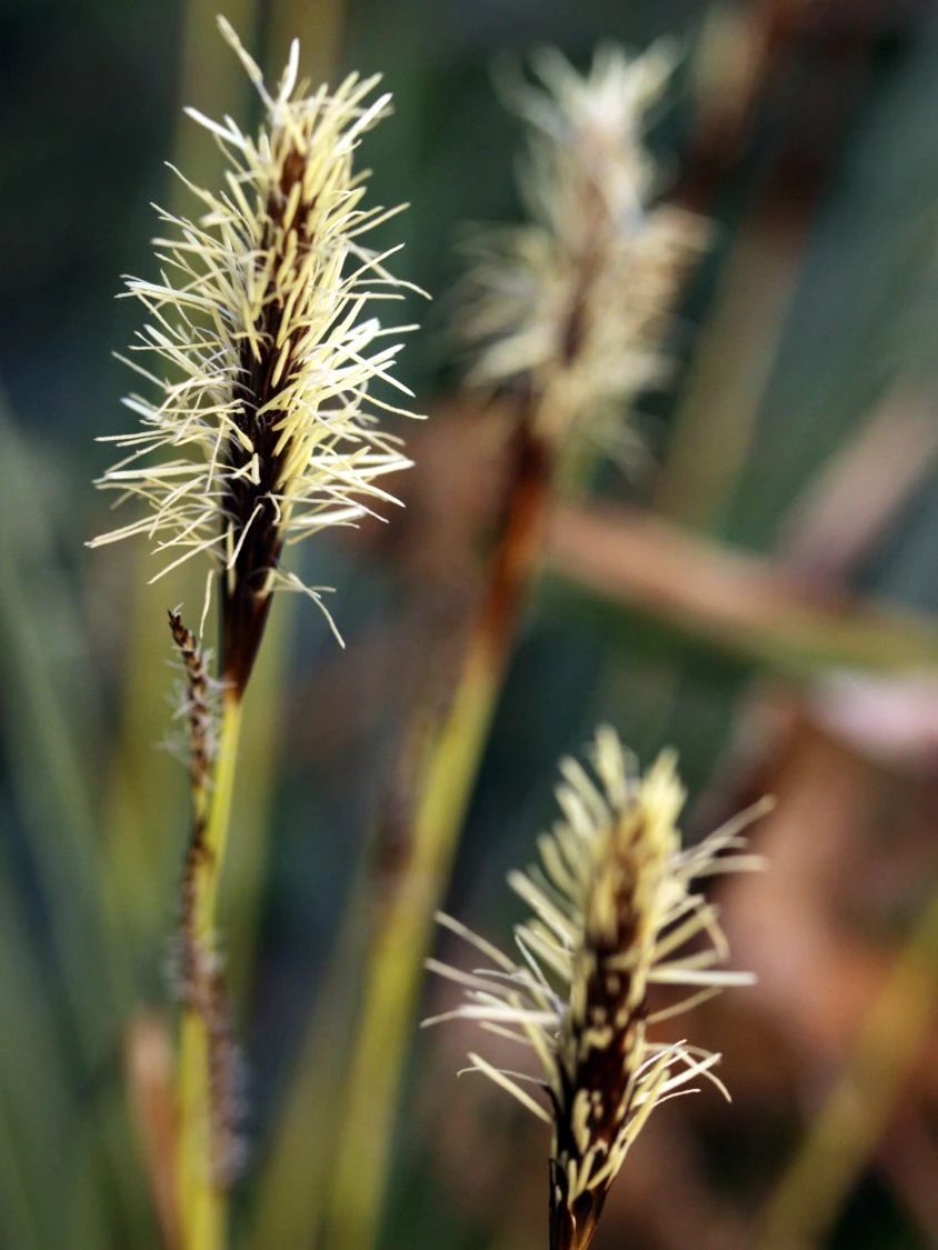 Japanische Segge 6 Japanische Segge – Bild 4