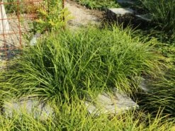 Japanische Segge 11 Japanische Segge -Günstiges Erd Seele Geschäft japanische segge m074147 w 2