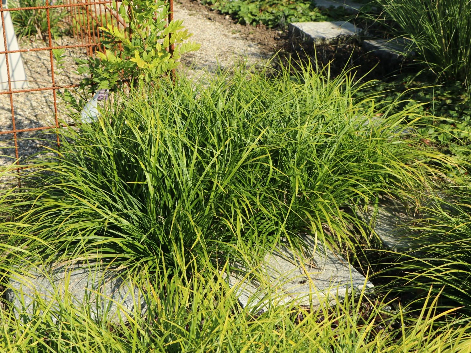 Japanische Segge 4 Japanische Segge – Bild 2