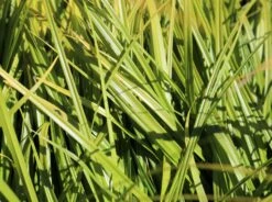 Japanische Segge 12 Japanische Segge -Günstiges Erd Seele Geschäft japanische segge m074147 w 3