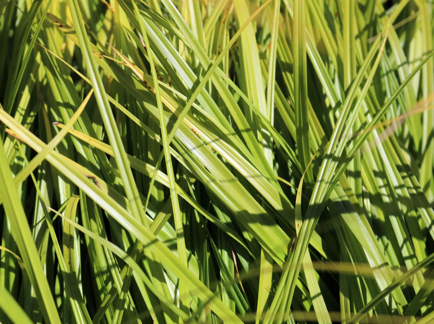 Japanische Segge 5 Japanische Segge – Bild 3