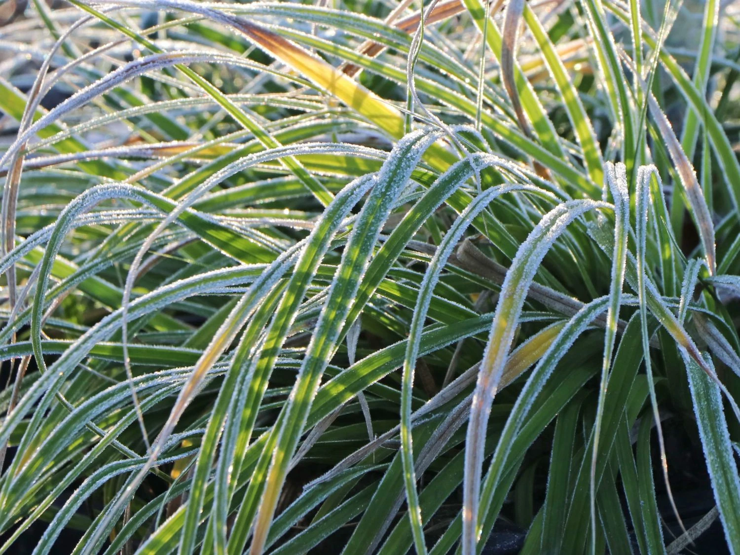 Japanische Segge 7 Japanische Segge – Bild 5