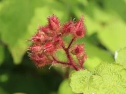 Japanische Weinbeere / Rotborstige Himbeere -Günstiges Erd Seele Geschäft japanische weinbeere rotborstige himbeere m008230 w 0