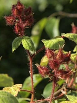 Japanische Weinbeere / Rotborstige Himbeere -Günstiges Erd Seele Geschäft japanische weinbeere rotborstige himbeere m008230 w 1