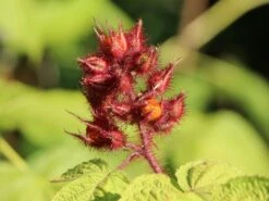 Japanische Weinbeere / Rotborstige Himbeere -Günstiges Erd Seele Geschäft japanische weinbeere rotborstige himbeere m008230 w 4