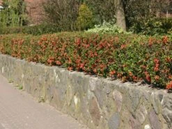 Japanische Zierquitte / Niedrige Scheinquitte -Günstiges Erd Seele Geschäft japanische zierquitte niedrige scheinquitte m000010 w 0