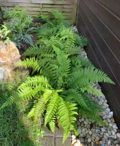 Japanischer Schildfarn -Günstiges Erd Seele Geschäft japanischer schildfarn m009196 1314638 0