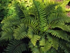 Japanischer Schildfarn -Günstiges Erd Seele Geschäft japanischer schildfarn m009196 w 1