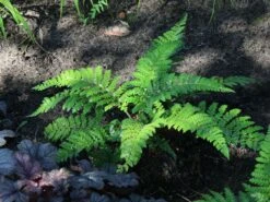 Japanischer Schildfarn -Günstiges Erd Seele Geschäft japanischer schildfarn m009196 w 10