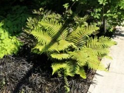 Japanischer Schildfarn -Günstiges Erd Seele Geschäft japanischer schildfarn m009196 w 3