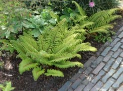 Japanischer Schildfarn -Günstiges Erd Seele Geschäft japanischer schildfarn m009196 w 6