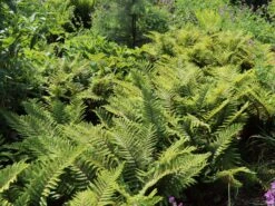 Japanischer Schildfarn -Günstiges Erd Seele Geschäft japanischer schildfarn m009196 w 7