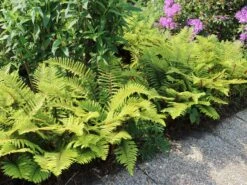 Japanischer Schildfarn -Günstiges Erd Seele Geschäft japanischer schildfarn m009196 w 8