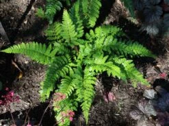 Japanischer Schildfarn -Günstiges Erd Seele Geschäft japanischer schildfarn m009196 w 9