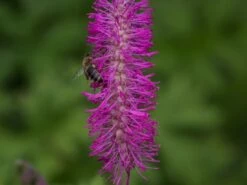 Japanischer Wiesenknopf -Günstiges Erd Seele Geschäft japanischer wiesenknopf m060357 w 1