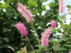 Japanischer Wiesenknopf -Günstiges Erd Seele Geschäft japanischer wiesenknopf m060357 w 2