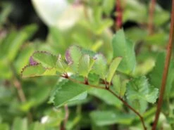 Japanischer Wiesenknopf -Günstiges Erd Seele Geschäft japanischer wiesenknopf m060357 w 3
