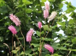 Japanischer Wiesenknopf -Günstiges Erd Seele Geschäft japanischer wiesenknopf m060357 w 4