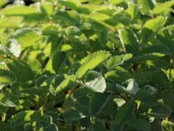 Japanischer Wiesenknopf -Günstiges Erd Seele Geschäft japanischer wiesenknopf m060357 w 6