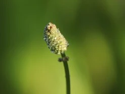 Japanischer Wiesenknopf -Günstiges Erd Seele Geschäft japanischer wiesenknopf m060357 w 7