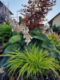 Japanisches Goldberggras 'All Gold' -Günstiges Erd Seele Geschäft japanisches goldberggras all gold m085133 972418 0