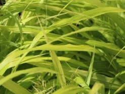 Japanisches Goldberggras 'All Gold' -Günstiges Erd Seele Geschäft japanisches goldberggras all gold m085133 w 0