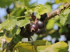 Jostabeere / Jochelbeere -Günstiges Erd Seele Geschäft jostabeere jochelbeere m002544 w 0