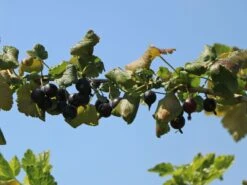 Jostabeere / Jochelbeere -Günstiges Erd Seele Geschäft jostabeere jochelbeere m002544 w 1