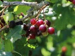 Jostabeere / Jochelbeere -Günstiges Erd Seele Geschäft jostabeere jochelbeere m002544 w 2