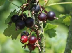 Jostabeere / Jochelbeere -Günstiges Erd Seele Geschäft jostabeere jochelbeere m002544 w 3