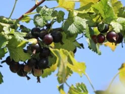 Jostabeere / Jochelbeere -Günstiges Erd Seele Geschäft jostabeere jochelbeere m002544 w 4