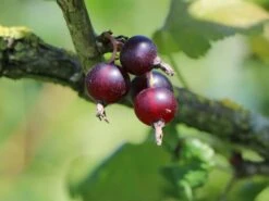 Jostabeere / Jochelbeere -Günstiges Erd Seele Geschäft jostabeere jochelbeere m002544 w 5