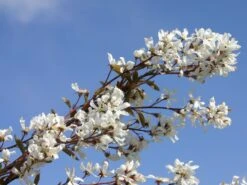 Kahle Felsenbirne -Günstiges Erd Seele Geschäft kahle felsenbirne m006124 w 0