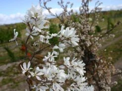 Kahle Felsenbirne -Günstiges Erd Seele Geschäft kahle felsenbirne m006124 w 1