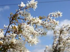 Kahle Felsenbirne -Günstiges Erd Seele Geschäft kahle felsenbirne m006124 w 2