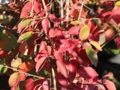 Kahle Felsenbirne -Günstiges Erd Seele Geschäft kahle felsenbirne m006124 w 3