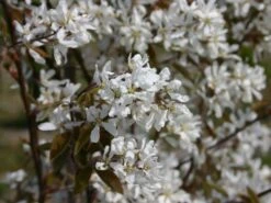 Kahle Felsenbirne -Günstiges Erd Seele Geschäft kahle felsenbirne m006124 w 5