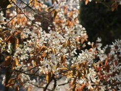 Kahle Felsenbirne -Günstiges Erd Seele Geschäft kahle felsenbirne m006124 w 6