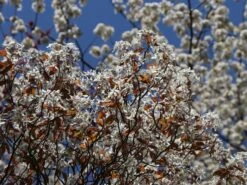 Kahle Felsenbirne -Günstiges Erd Seele Geschäft kahle felsenbirne m006124 w 8