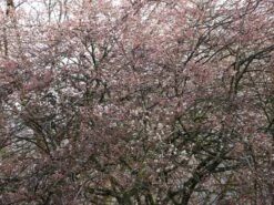 Kahle Felsenbirne -Günstiges Erd Seele Geschäft kahle felsenbirne m006124 w 9