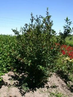 Kalifornische Heckenkirsche -Günstiges Erd Seele Geschäft kalifornische heckenkirsche m050437 w 1