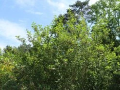 Kalifornische Heckenkirsche -Günstiges Erd Seele Geschäft kalifornische heckenkirsche m050437 w 3