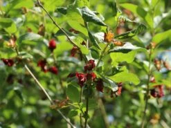 Kalifornische Heckenkirsche -Günstiges Erd Seele Geschäft kalifornische heckenkirsche m050437 w 4