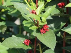 Kalifornische Heckenkirsche -Günstiges Erd Seele Geschäft kalifornische heckenkirsche m050437 w 5