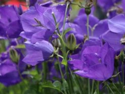 Karpaten Glockenblume Royal Wave'