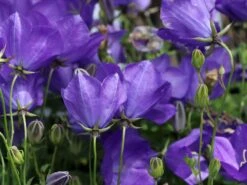 Karpaten Glockenblume Royal Wave' -Günstiges Erd Seele Geschäft karpaten glockenblume royal wave m057989 w 1